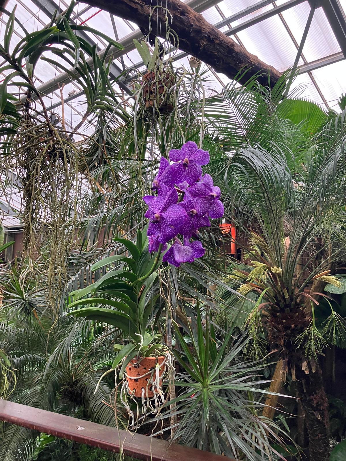 Foto 3 bij artikel "Uitje naar de Orchideenhoeve in Luttelgeest".